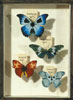 enlarge Four Butterflies of the Appocalypse